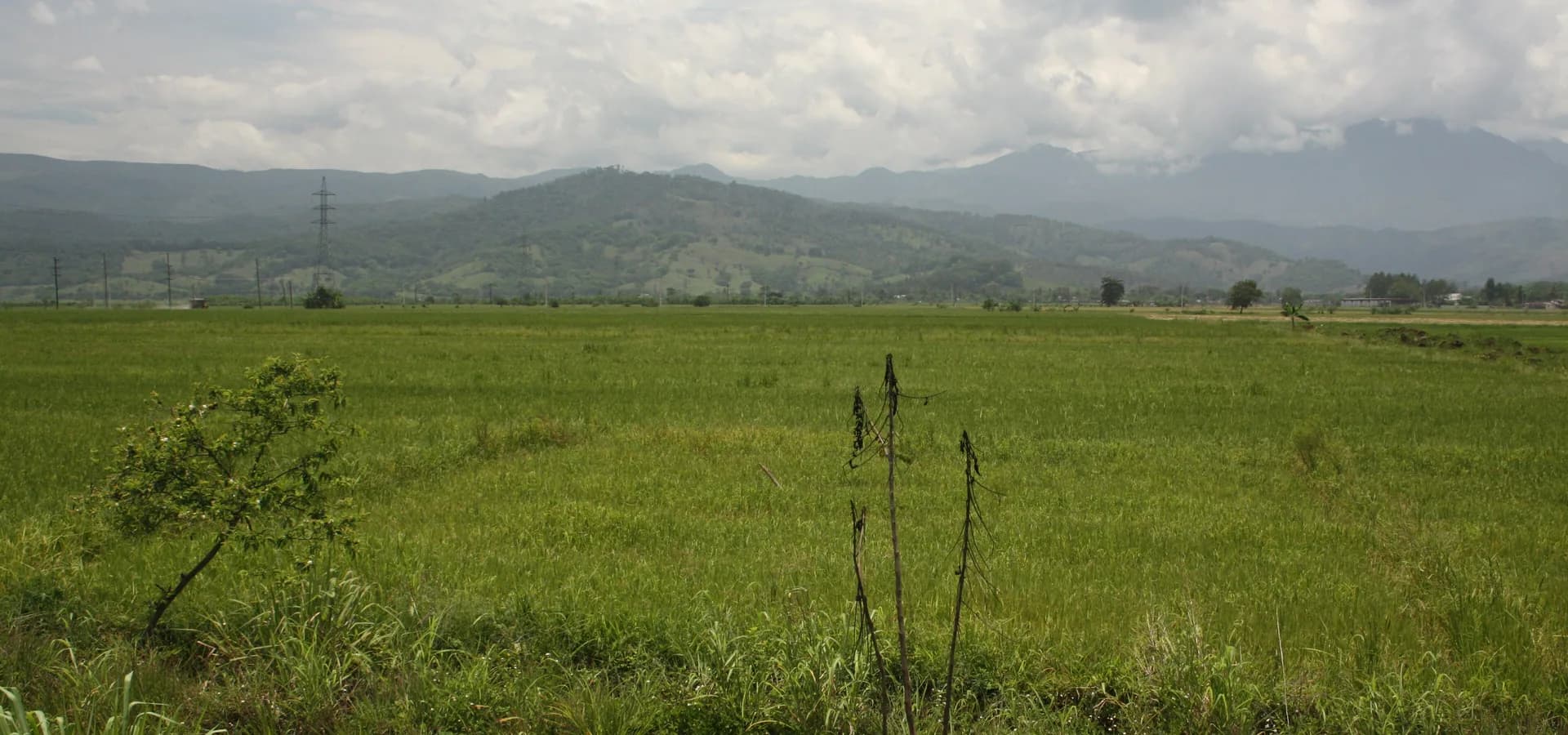 Weite grüne Reisfelder bei Bonao, die sich bis zu bewaldeten Hügeln und wolkenverhangenen Bergen erstrecken
