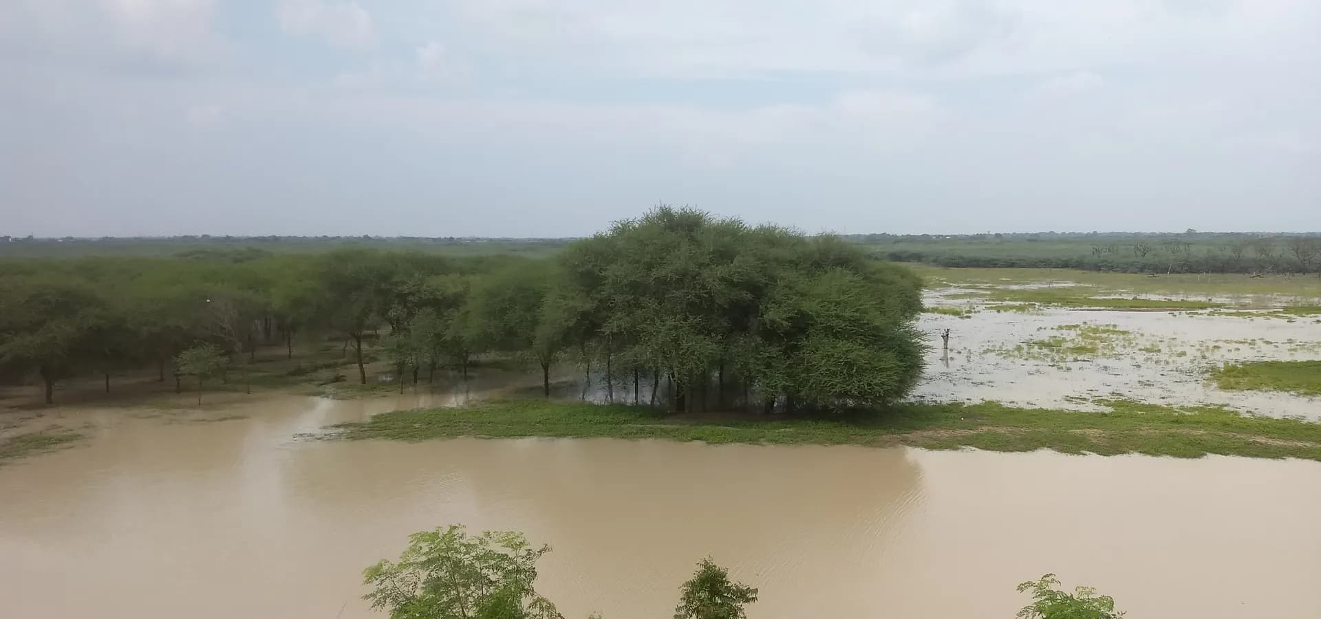 Santuário de Aves de Kanjirankulam, perto de Abiramam, um açude alagado cercado de babuls verdes sob um amplo céu nublado