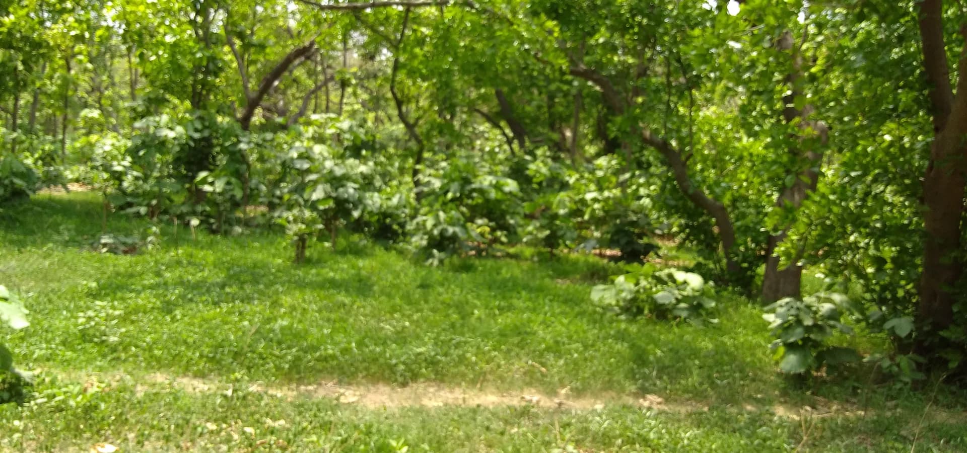 Bosque verde bañado por el sol en Jativan, cerca de Amroha, un claro con hierba bajo árboles frondosos