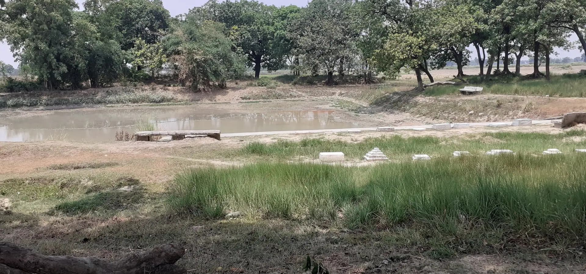 Un estanque tranquilo con escalones de piedra para el Chhath Puja, rodeado de hierba y altos árboles de sombra cerca de Ballia