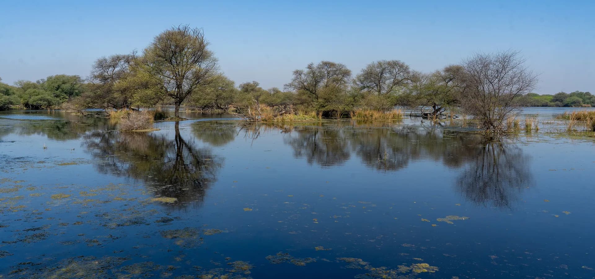 Ruhiges blaues Feuchtgebiet im Keoladeo-Nationalpark, Bäume und Schilf spiegeln sich unter klarem Himmel