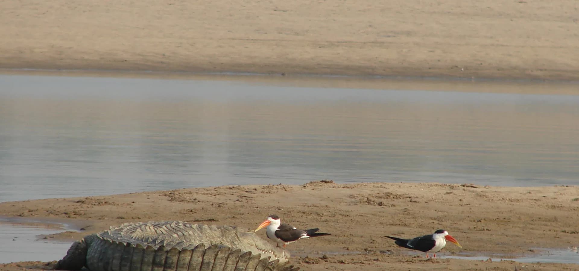 Calmo rio Chambal e largos bancos de areia com um crocodilo tomando sol e dois talha-mares-indianos no santuário do Chambal, perto de Etawah