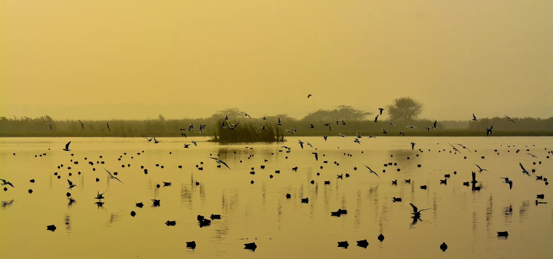 ओखला बर्ड सैंक्चुअरी की शांत सुनहरी झील पर बिखरे गुल और बत्तखें, दूर किनारे पर सरकंडे और पेड़