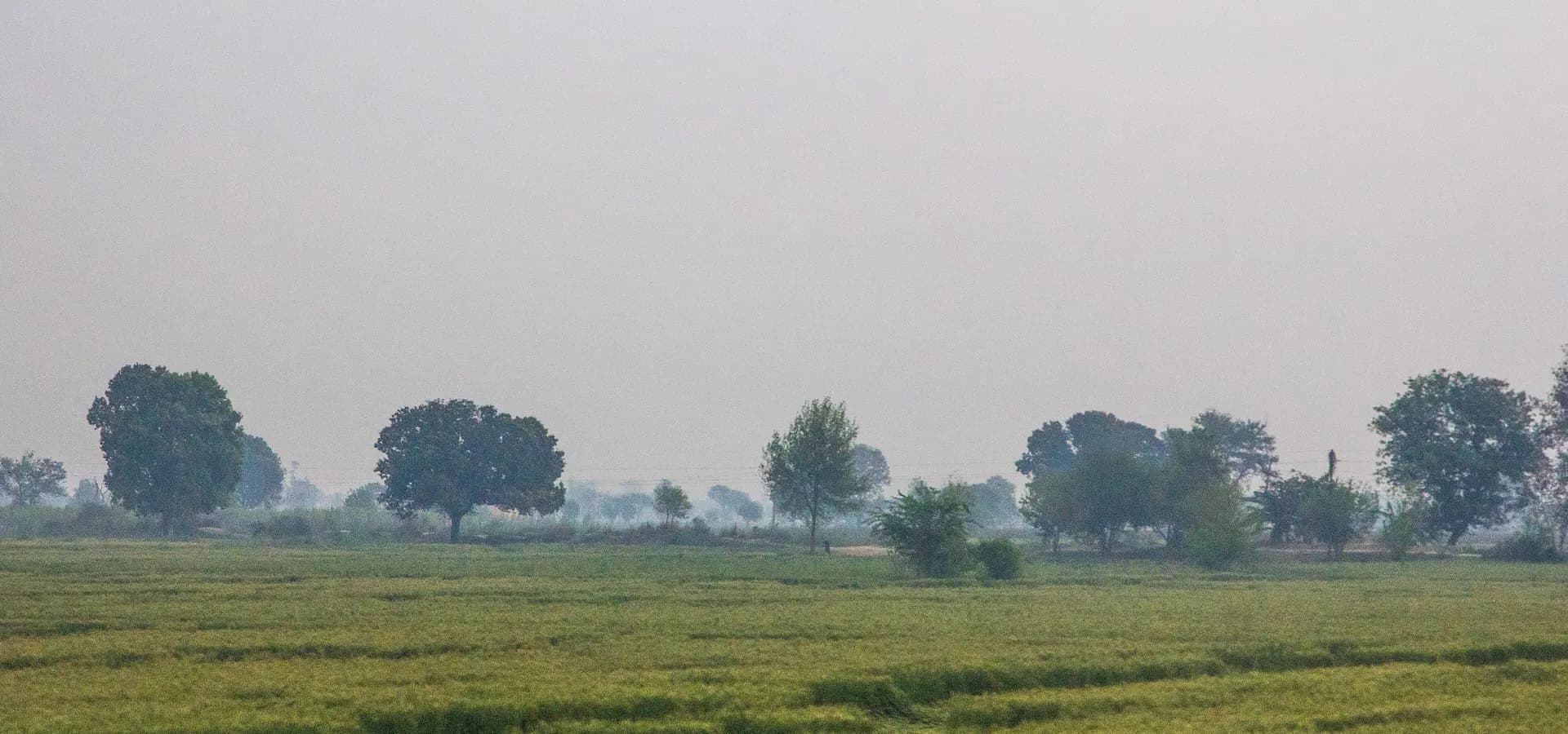 Flat green crop fields and scattered trees under a pale hazy sky in Palwal district on the Yamuna plain