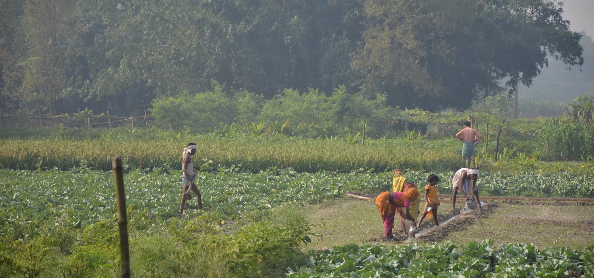 Rows of green vegetables and golden rice fields in front of tall trees on a hazy morning near Samastipur