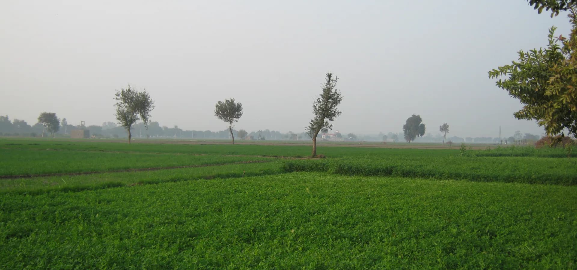 Flache grüne Felder unter blassem, dunstigem Himmel mit ein paar Bäumen, Ackerland an der Straße bei Sirsa