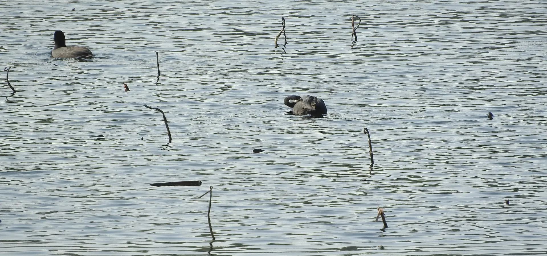 Fochas nadando en el lago tranquilo y rizado del Santuario de Aves de Nawabganj, cerca de Unnao