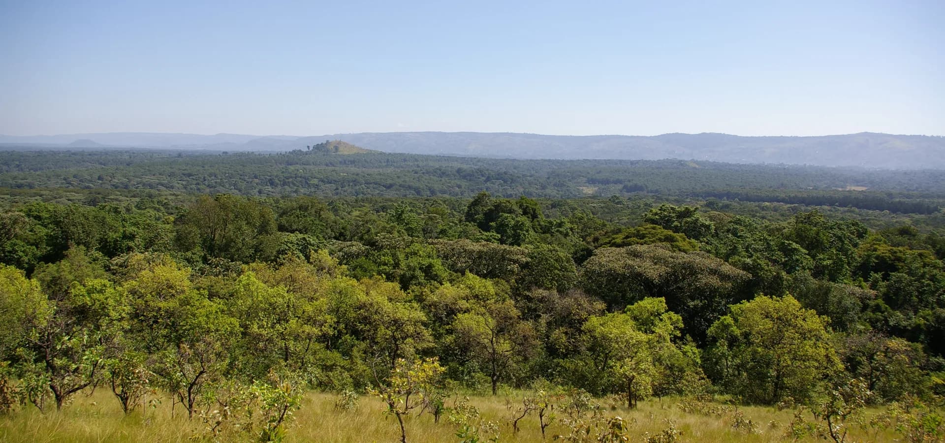 Green canopy of Kakamega Forest stretching to distant hills under a clear sky, seen from Lirhanda Hill