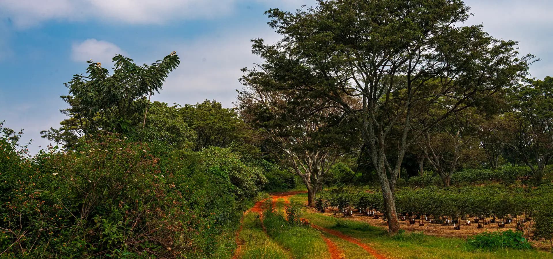 Un camino de tierra roja pasa entre acacias y cafetos jóvenes en Fairview Estate, en Kiambu