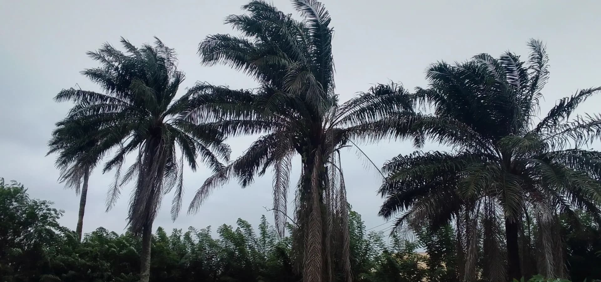 Altas palmas aceiteras que se doblan con el viento sobre verdes campos de yuca en las afueras de Oyo, bajo un cielo pálido