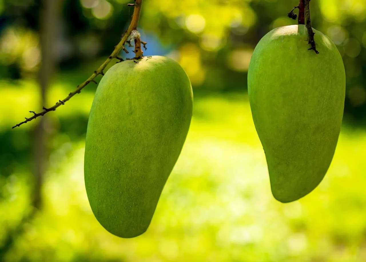 Tainan International Mango Festival, early summer